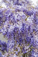 Chinese wisteria in bloom, Spring
