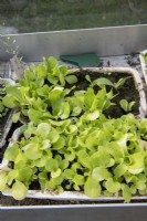 Salad plants 'Scarole' in a tray in a greenhouse, summer