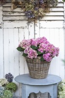 Pink Hydrangea macrophylla displayed in wicker container on grey table wth hanging dried flower heads