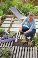 Women creating drought tolerant garden flowerbed planting Thyme.