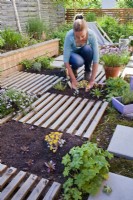 Woman creating border with drought tolerant plants on roof terrace garden planting herbs and succulents. The flower bed is separated by slats, which are decorative and at the same time serve as a path.  
