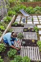 Woman creating drought tolerant flowerbed. The flower bed is separated by slats, which are decorative and at the same time serve as a path.