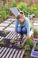 Creating drought tolerant flowerbed. The flower bed is separated by slats, which are decorative and at the same time serve as a path. Woman planting Lewisia cotyledon and Sedum spathulifolium.