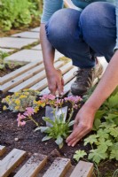 Woman  planting Lewisia cotyledon in narrow bed.