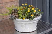 White ceramic pot on table in corner with Delosperma 'Suntropics Yellow' , x Graptoveria 'Koala' and Sedum rupestre 'Angelina'