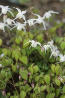 Epimedium grandiflorum 'Nanum'