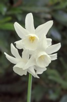 Narcissus 'Starlight Sensation' - April - May