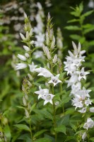 Campanula latifolia 'Buckland'