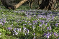 Crocus tommasinianus, an early flowering variety growing around the trunk of an old Aesculus hippocastanum, Horse-chestnut tree.