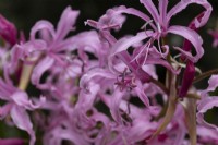 Nerine bowdenii flowers. Bowden lily. Close up. Whitstone Farm, Devon NGS garden, autumn