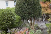 A plant support is covered by an old yoghurt pot to protect people from injury. Whitstone Farm, Devon NGS garden, autumn