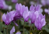 Close up image of pink cyclamen flowers with rain drops. Whitstone Farm, Devon NGS garden, autumn