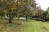 Several terraces in a country style garden with trees and lawn, break up the slope of the land. Whitstone Farm, Devon NGS garden, autumn