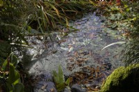 A pond with autumnal leaves floating in it and some marginal pond plants around it. Whitstone Farm, Devon NGS garden, autumn