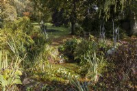 A pond is covered in autumnal leaves and pond weed in an informal country style garden. Whitstone Farm, Devon NGS garden, autumn