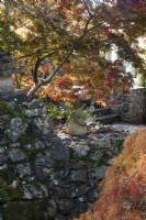 A stone retaining wall has a buddha statue sitting on it under an acer grove. Whitstone Farm, Devon NGS garden, autumn