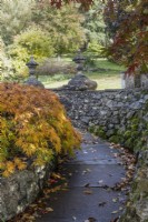 A curved paved path runs at the base of a stone retaining wall with finials atop it and acer with autumn cooper on the left. Whitstone Farm, Devon NGS garden, autumn