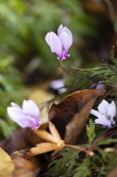 Close up image of a pink cyclamen flower. Whitstone Farm, Devon NGS garden, autumn