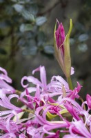 Nerine bowdenii flowers and flower bud. Bowden lily. Close up. Whitstone Farm, Devon NGS garden, autumn