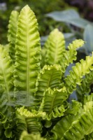 Asplenium scolopendrium 'Undulatum' - hart's tongue fern - July
