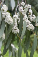 Eucalyptus pauciflora subsp. niphophila - snow gum - June