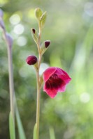 Gladiolus papilio 'Ruby'