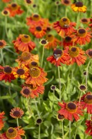 Bees on Helenium 'Crimson Beauty' - sneezeweed - July