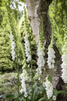 Digitalis purpurea 'Alba' - white-flowered foxglove - June