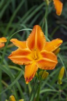 Hemerocallis 'Flasher' - daylily - July