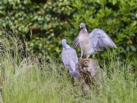 Columba palumbus - Wood Pigeon courtship