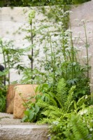 Shade loving plants including Valeriana and ferns in The Mind Garden, Designer: Andy Sturgeon, RHS Chelsea Flower Show 2022- Gold Medal