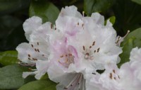 Rhododendron Christmas Cheer, caucasicum hybrid. WhitstoneFarm, Devon NGS garden, autumn