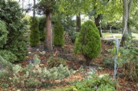 Conifers grow within a stand of trees in an informal cottage style garden. Whitstone Farm, Devon NGS garden, autumn