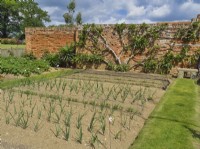 Vegetable bed in walled garden with trained fig tree