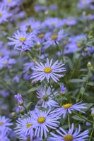 Aster x frikartii 'MÃ¶nch'