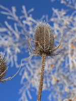 Teasal Dipsacus fullonum dead seed head in frost