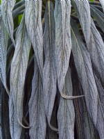 Echium pininana leaves frost covered in December Winter