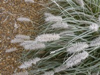 Pennisetum alopecuroides in winter frost December