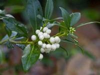 Skimmia japonica 'Carberry' Winter December Norfolk