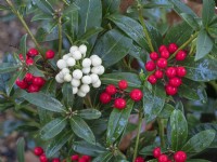 Skimmia japonica 'Carberry' and Skimmia japonica 'Temptation' Winter December 