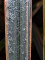Dew forming on Phormium 'Duet' - New Zealand Flax frost covered in winter. December