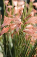 Gladiolus oppositifolius ssp. salmoneus