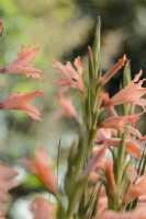 Gladiolus oppositifolius ssp. salmoneus