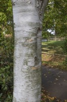 Betula Papyrifera bark at Bodenham Arboretum, October
