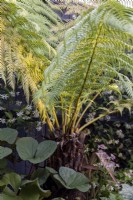 Shady border at sunset with Dicksonia antartica