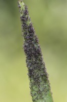 Newly hatched caterpillars on Gladiolus leaf