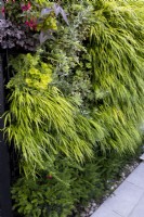 Green wall in small suburban garden, with plants including Hakonechloa macra, Hakonechloa aureola,