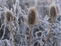 Teasal Dipsacus fullonum dead seed head in frost  December