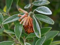 Grevillea victoriae - Royal grevillea or Mountain grevillea  December