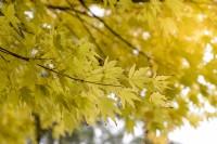 Acer palmatum 'Senkaki'